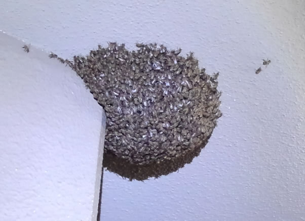 群がりの大きさ例