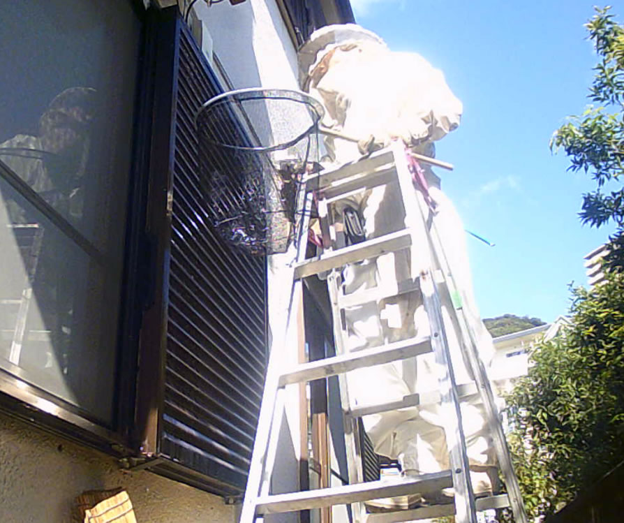 巣までの高さ例