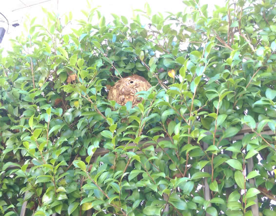 植木,植え込み内部例