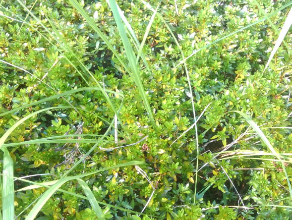 植え込み内部例