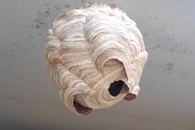 スズメバチ費用例