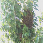 植木,植え込み内部